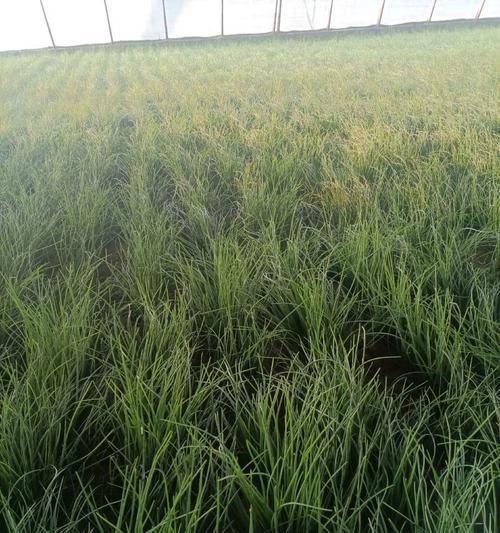 探秘神秘的沙葱植物（揭开沙葱的生长环境、特点与应用）-第3张图片-绿意生活