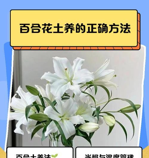 百合花苗生长高的原因与解决方法（探究百合花苗过高的根源及有效的处理措施）-第1张图片-绿意生活