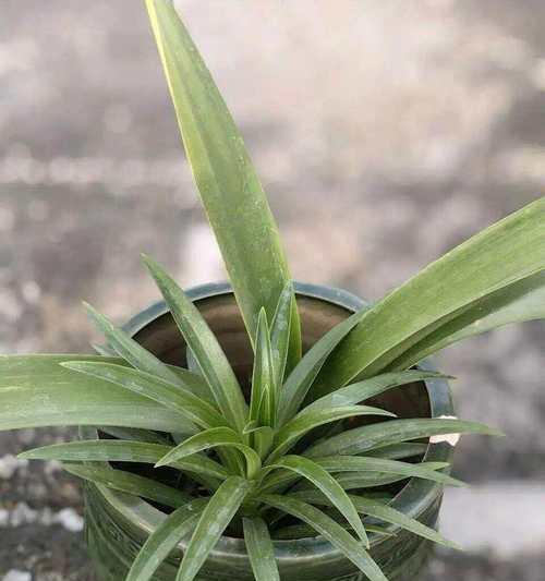 百合花苗生长高的原因与解决方法（探究百合花苗过高的根源及有效的处理措施）-第2张图片-绿意生活