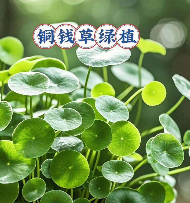 冬季土培铜钱草养护指南（室内铜钱草的冬季养护方法）-第1张图片-绿意生活
