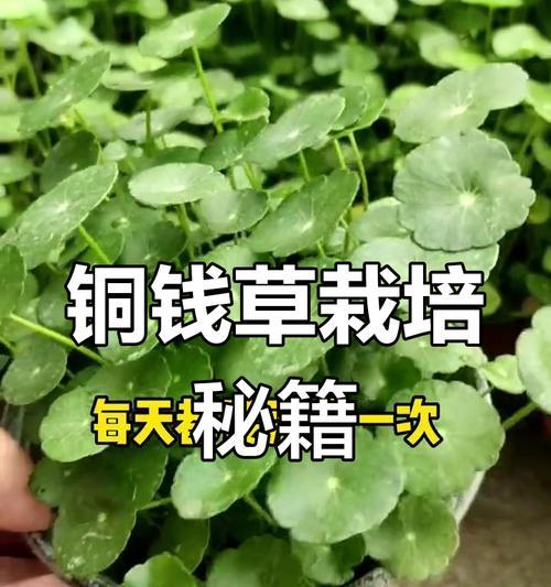冬季土培铜钱草养护指南（室内铜钱草的冬季养护方法）-第2张图片-绿意生活