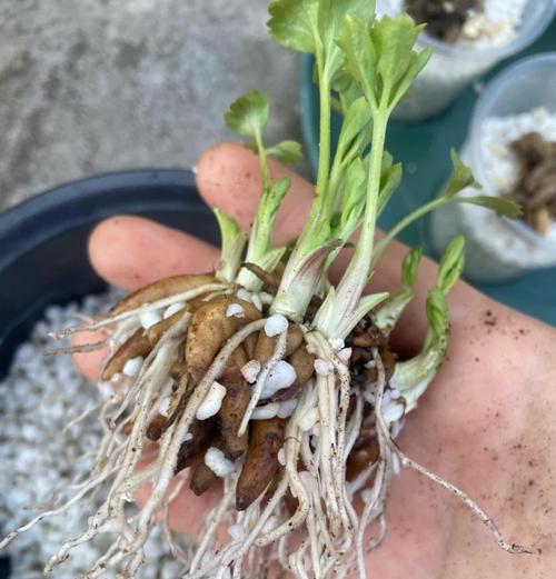 以花毛莨的繁殖与养护技巧（如何成功繁殖以花毛莨繁殖以花毛莨的关键步骤与方法）-第1张图片-绿意生活