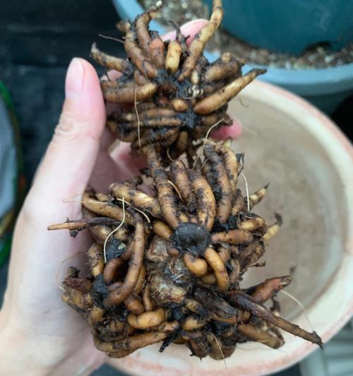 以花毛莨的繁殖与养护技巧（如何成功繁殖以花毛莨繁殖以花毛莨的关键步骤与方法）-第3张图片-绿意生活