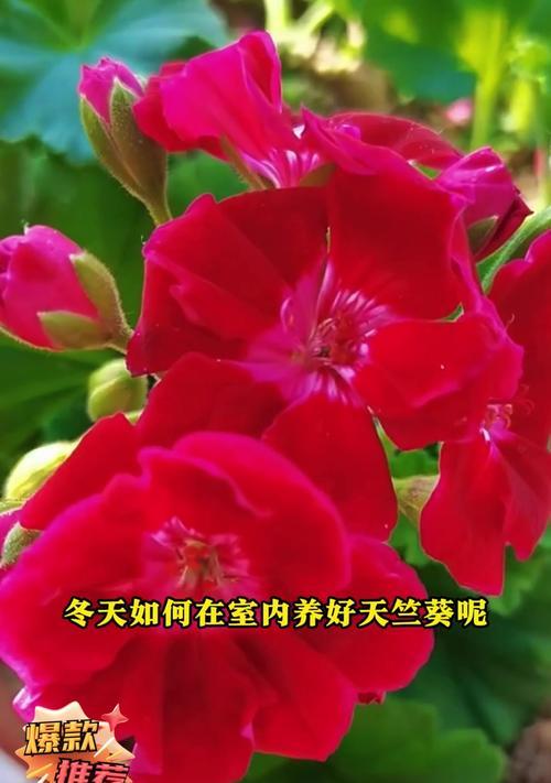 冬季养护天竺葵的技巧（打造花园的冬日之美）-第1张图片-绿意生活