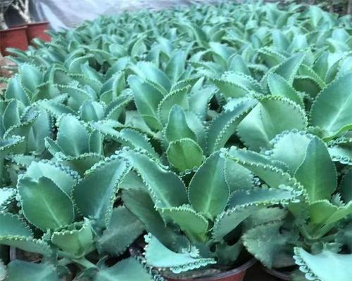 如何正确养护宽叶落地生根植物（宽叶落地生根的养护技巧与注意事项）-第2张图片-绿意生活