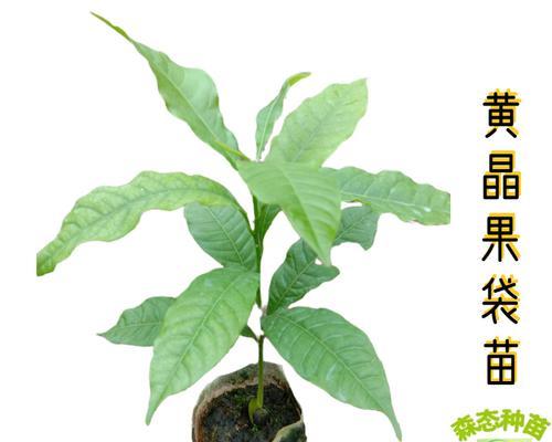 黄金果种子的种植技巧（从种子到丰收，打造黄金果的秘诀）-第1张图片-绿意生活