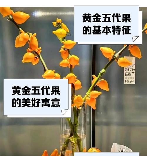 黄金果种子的种植技巧（从种子到丰收，打造黄金果的秘诀）-第3张图片-绿意生活