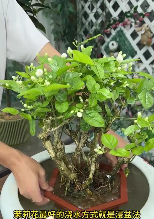 用水养盆（室内外盆栽，用水养出缤纷花海）-第3张图片-绿意生活
