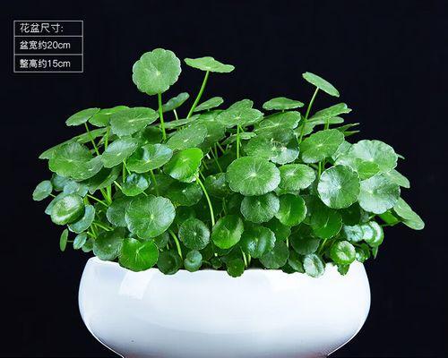 用水养盆（室内外盆栽，用水养出缤纷花海）-第2张图片-绿意生活