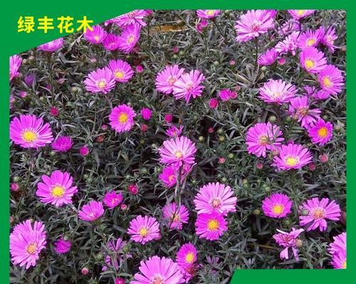 荷兰菊花的生长周期及花期（探寻荷兰菊花的成长秘密，了解它的美丽花期）-第1张图片-绿意生活