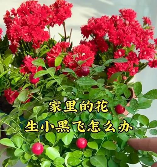 小黑飞长在花里，该如何处理？（小黑飞损害花园，如何解决？（）-第3张图片-绿意生活