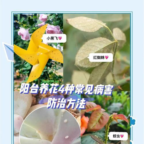 小黑飞长在花里，该如何处理？（小黑飞损害花园，如何解决？（）-第2张图片-绿意生活