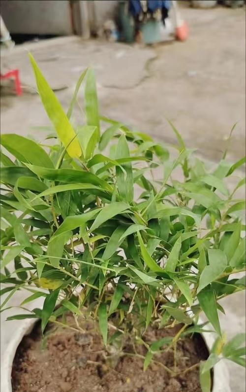 佛肚竹冬季掉叶原因及应对方法（佛肚竹冬季掉叶的原因分析与解决方案）-第2张图片-绿意生活