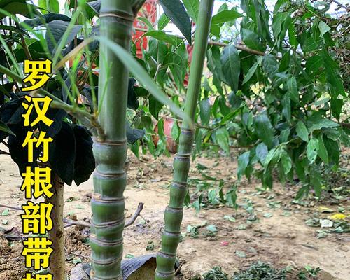 佛肚竹冬季掉叶原因及应对方法（佛肚竹冬季掉叶的原因分析与解决方案）-第3张图片-绿意生活