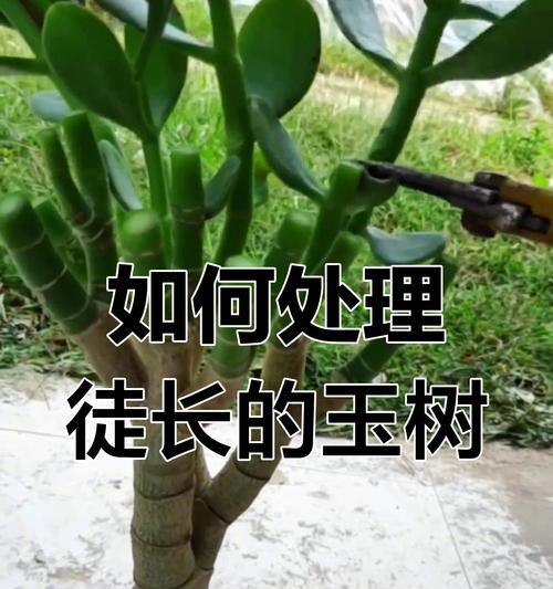 玉树修剪技巧——如何合理剪枝玉树（玉树修剪的时间、方法和注意事项）-第1张图片-绿意生活