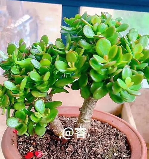 玉树修剪技巧——如何合理剪枝玉树（玉树修剪的时间、方法和注意事项）-第2张图片-绿意生活