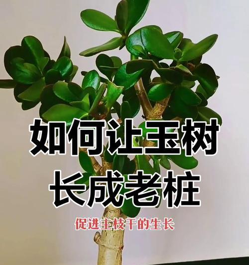 玉树修剪技巧——如何合理剪枝玉树（玉树修剪的时间、方法和注意事项）-第3张图片-绿意生活