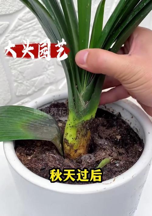 家里盆栽死了怎么办？拯救方法大揭秘！（养护技巧、修剪方法、施肥要点，帮您重振盆栽生机！）-第2张图片-绿意生活