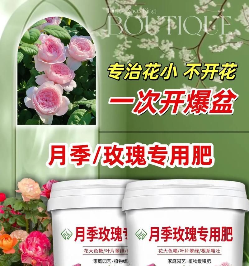 如何解决以水养玫瑰花不开花问题（提供有效方法让玫瑰花绽放迷人的花朵）-第2张图片-绿意生活