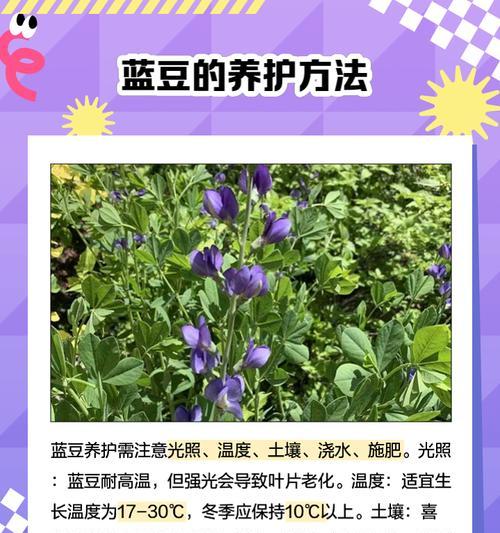 蓝豆多肉的种植及配土方法（打造适宜蓝豆多肉生长的土壤，让生长更加美好）-第1张图片-绿意生活
