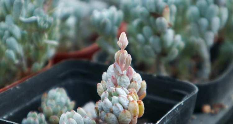 蓝豆多肉的种植及配土方法（打造适宜蓝豆多肉生长的土壤，让生长更加美好）-第2张图片-绿意生活