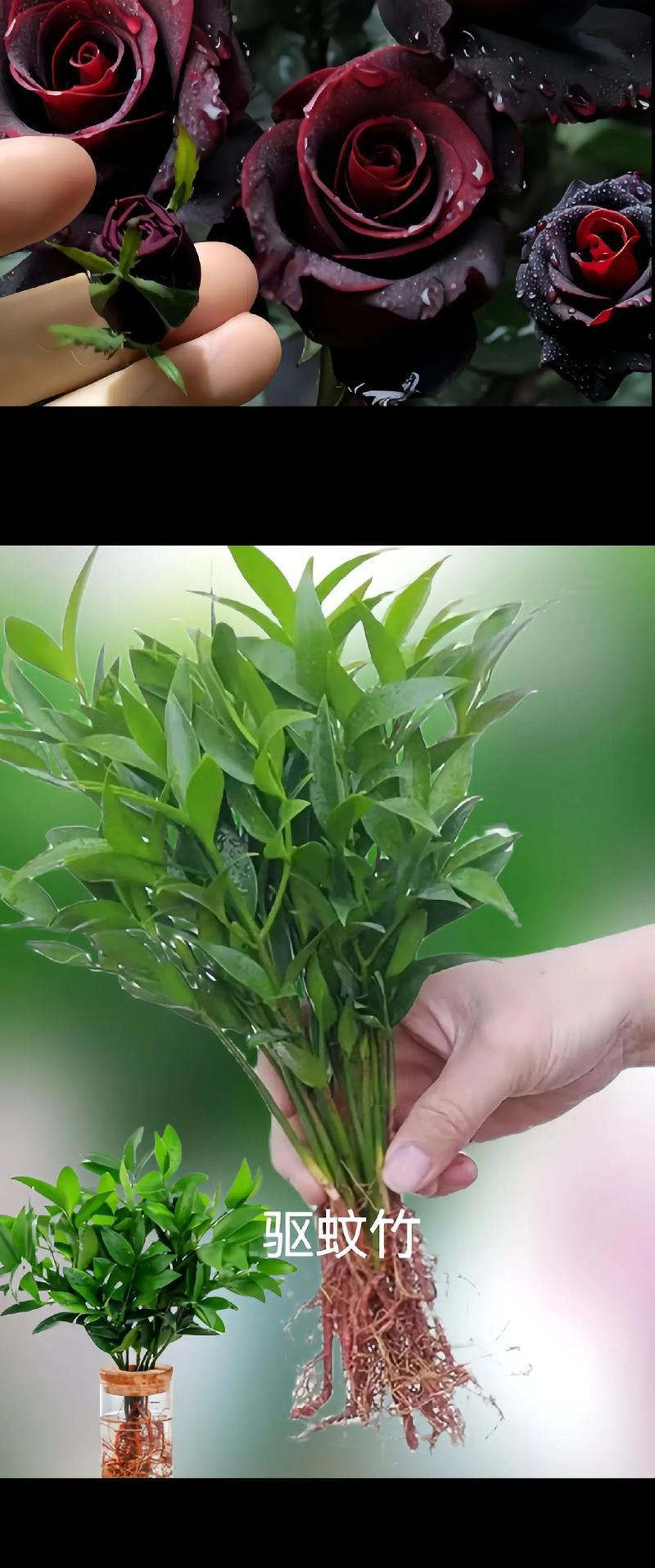 竹柏不生根的解决办法（培育健康生长的竹柏新技巧）-第1张图片-绿意生活