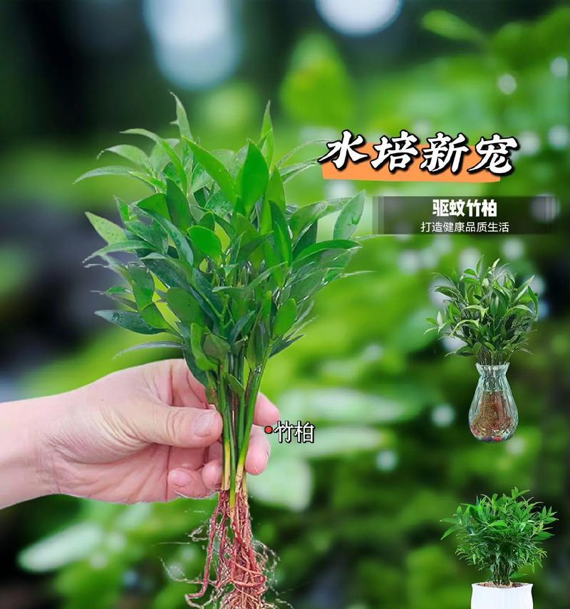 竹柏不生根的解决办法（培育健康生长的竹柏新技巧）-第2张图片-绿意生活
