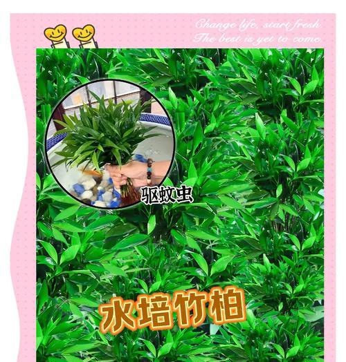 竹柏不生根的解决办法（培育健康生长的竹柏新技巧）-第3张图片-绿意生活