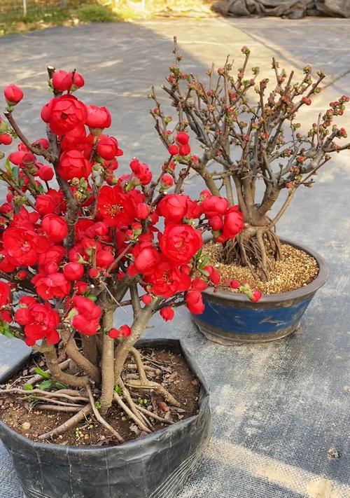 海棠花开的季节（春日盛宴，绽放鲜艳）-第1张图片-绿意生活