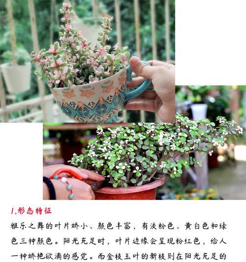 以雅乐之舞为主题的叶子的成长之美（探索叶子生长的奥秘，揭示雅乐之舞的独特魅力）-第2张图片-绿意生活
