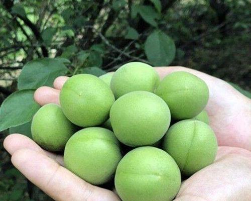 果梅盆栽种植指南（如何将果梅种植成美丽的盆栽）-第3张图片-绿意生活