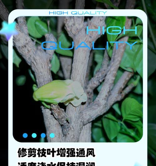 幸福树的叶子为何频繁脱落？（解析幸福树脱叶的原因和应对方法）-第3张图片-绿意生活