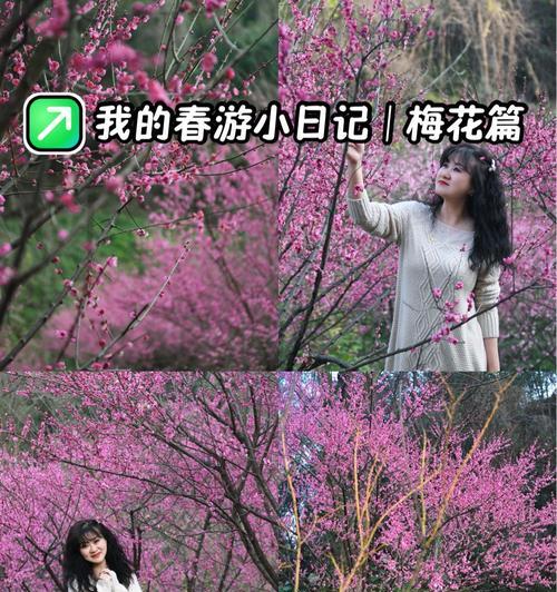 红梅花的盛放时节（探秘红梅花的花期和魅力）-第1张图片-绿意生活