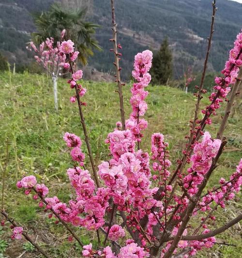 红梅花的盛放时节（探秘红梅花的花期和魅力）-第2张图片-绿意生活