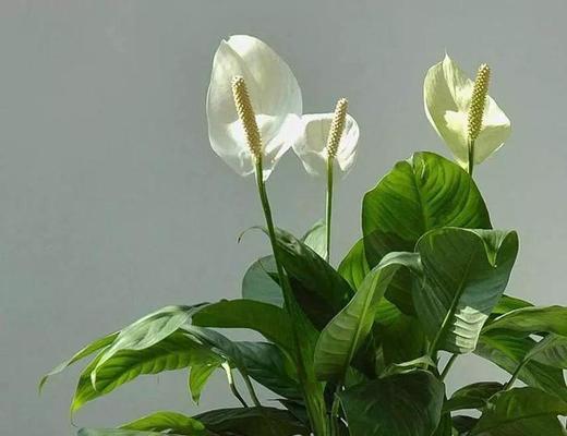 白鹤芋的高度之谜（探索白鹤芋生长的秘密，追求更高的高度）-第3张图片-绿意生活