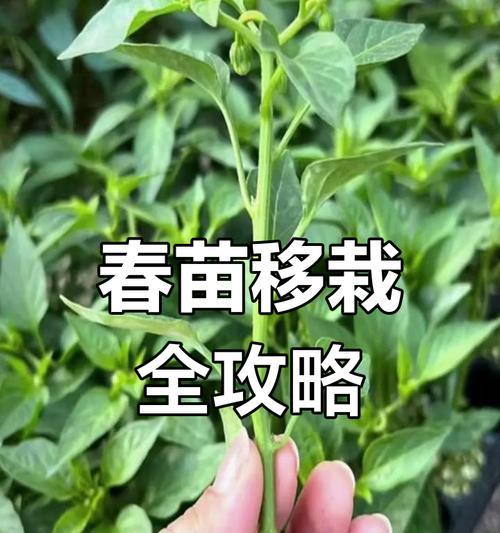 春季移栽万年青的技巧（打造绿意盎然的春季庭院，万年青移栽全攻略）-第2张图片-绿意生活