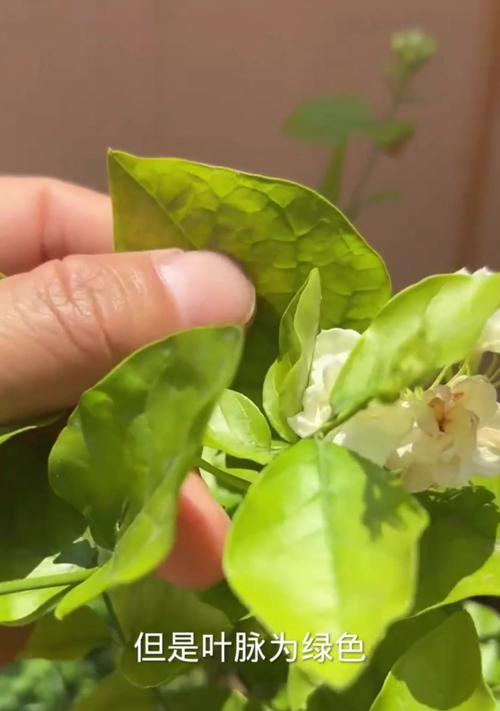 茉莉花叶子变黄了是怎么回事？（茉莉花叶子变黄的原因及解决方法）-第3张图片-绿意生活