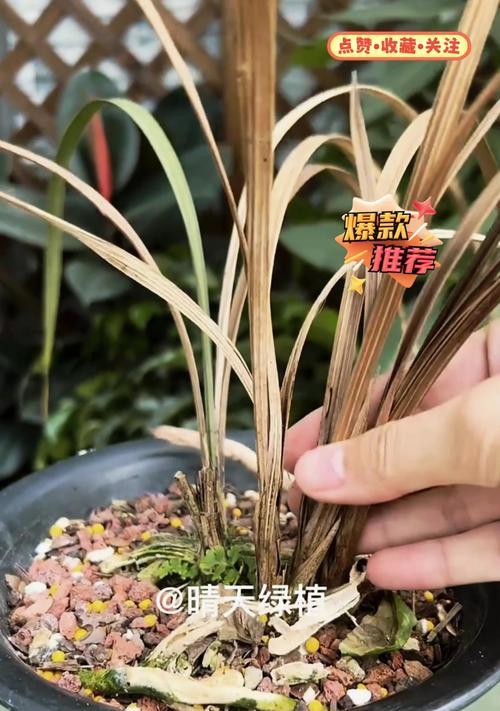 兰花叶子病的治疗与预防（有效治疗方法和关键措施，提高兰花叶子健康度）-第1张图片-绿意生活