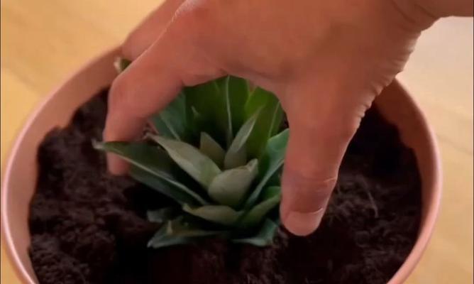 菠萝种植全攻略（从选择品种到施肥养护，一步步教你种出丰收的菠萝）-第2张图片-绿意生活