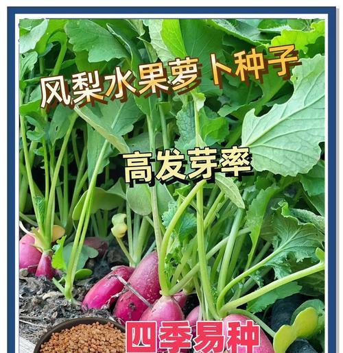 菠萝种植全攻略（从选择品种到施肥养护，一步步教你种出丰收的菠萝）-第3张图片-绿意生活