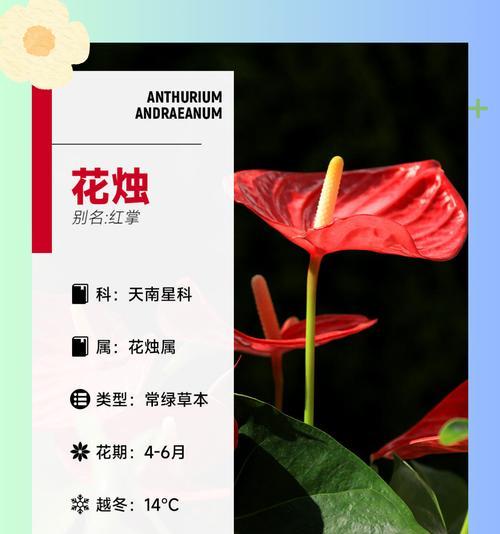 花烛叶子发黄？教你如何解决！（（15个小技巧，让你的花烛重新焕发生机）-第1张图片-绿意生活