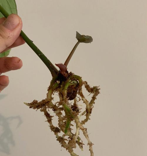花烛叶子发黄？教你如何解决！（（15个小技巧，让你的花烛重新焕发生机）-第3张图片-绿意生活