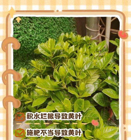 栀子叶子为何会焦黑？（探究栀子叶子焦黑的原因及防治方法）-第1张图片-绿意生活