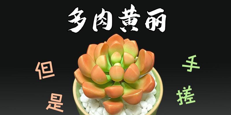 多肉黄色小草的养护指南（打造黄色小草仙境，从养护开始）-第2张图片-绿意生活