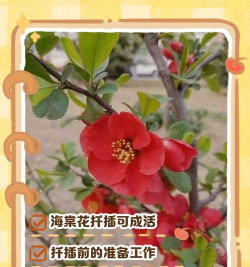 海棠不发芽的原因及处理方法（解析海棠不发芽的常见原因及妥善处理方法）-第2张图片-绿意生活