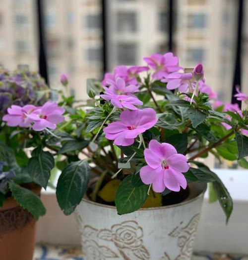 浅方盆适合养什么花？（探究浅方盆的花卉种植选择）-第1张图片-绿意生活