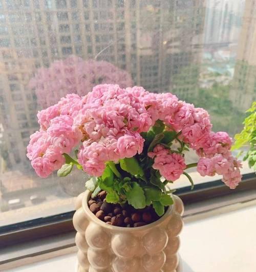 浅方盆适合养什么花？（探究浅方盆的花卉种植选择）-第2张图片-绿意生活
