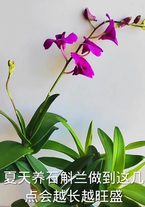 秋石斛兰花的浇水技巧（掌握关键秘诀，让秋石斛兰花健康茁壮）-第1张图片-绿意生活