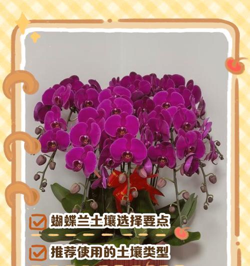 如何配制适合蝴蝶兰的土壤？-第1张图片-绿意生活