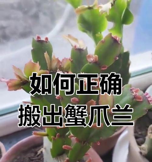 蟹爪兰的养殖技巧及注意事项（打造居家绿色植物——蟹爪兰的养殖秘籍）-第1张图片-绿意生活
